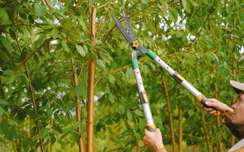 Tree trimming in Sauk Centre, MN